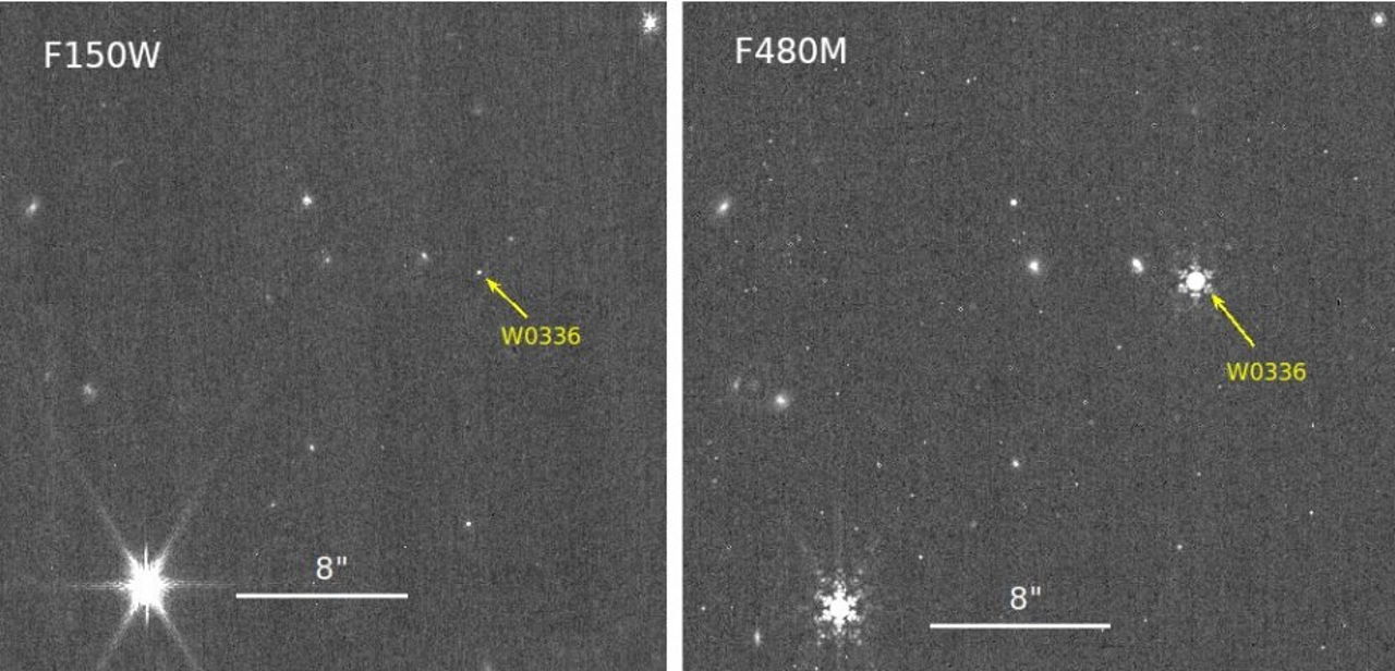Коричневий карлик&amp;nbsp;W0336, якому знайшли компаньйона, на зображенні NIRCam&amp;nbsp;«Джеймса Вебба». Calissendorff et al. / arXiv, 2023