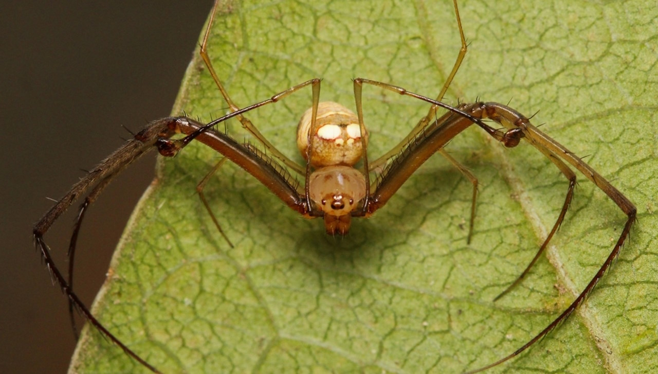Один із павуків-піратів роду Gelanor.&amp;nbsp;Robb Navarro / iNaturalist&amp;nbsp;