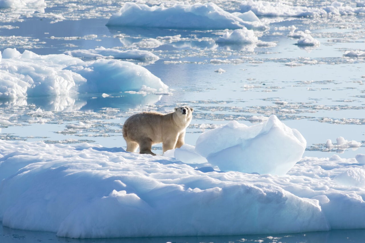 Білий ведмідь з південно-східної Гренландії на плавучій льодовиковій кризі.&amp;nbsp;Thomas W. Johansen / NASA Oceans Melting Greenland