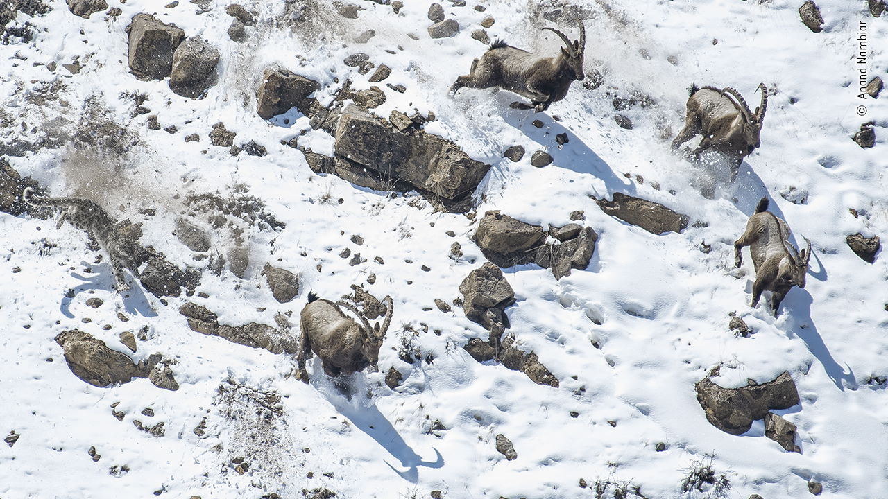 Сніговий барс (Panthera uncia) женеться за групою альпійських козлів (Capra ibex)&amp;nbsp;