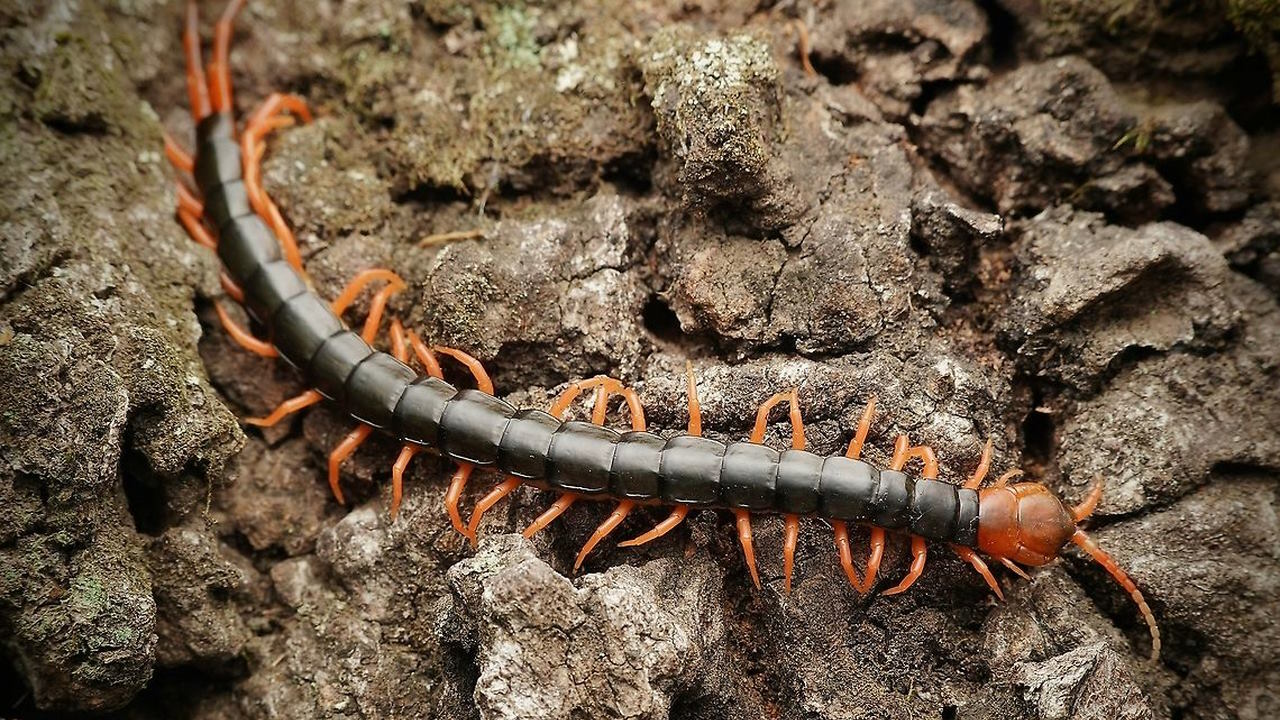 Scolopendra subspinipes mutilans.&amp;nbsp;By nature_lover_in_japan /&amp;nbsp;JungleDragon