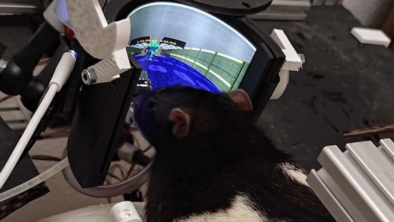 Пацюк в установці для гри в DOOM II. Rats Play Doom Project