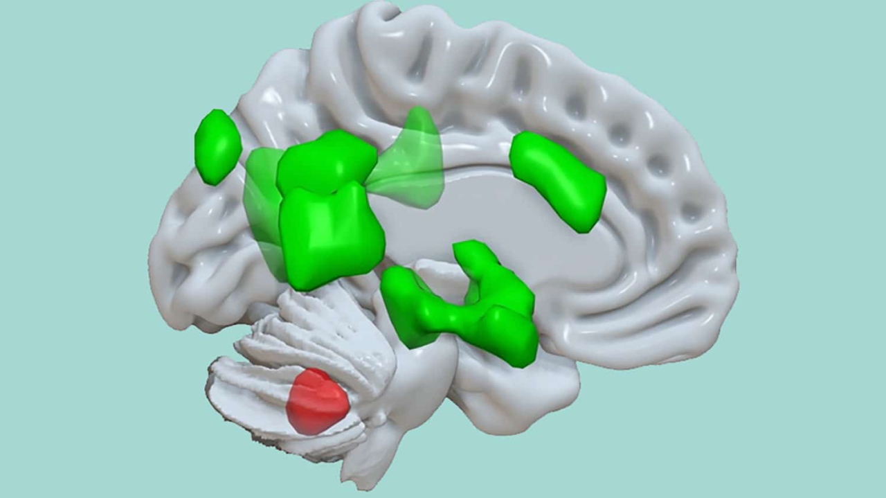 Мозочок (його частина позначена червоним) взаємодіє з різними частинами кінцевого мозку (зелені) під час закарбовування емоційних епізодів.&amp;nbsp;MCN, University of Basel