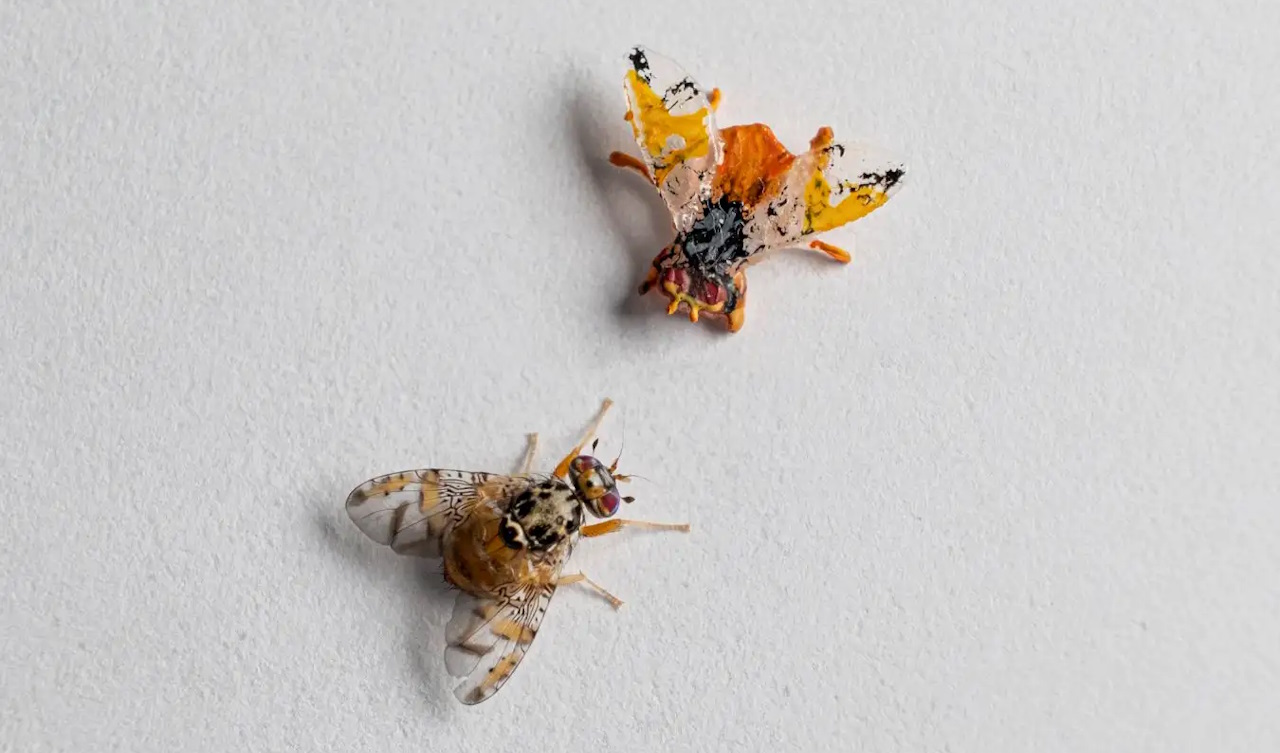 Робомуха (зверху) з самцем середземноморської плодової мухи (знизу).&amp;nbsp;Donato Romano et l. /&amp;nbsp;Biological Cybernetics, 2023