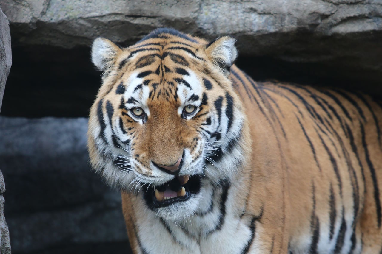 Амурський тигр.&amp;nbsp;Lutz Fischer-Lamprecht /&amp;nbsp;Wikimedia Commons