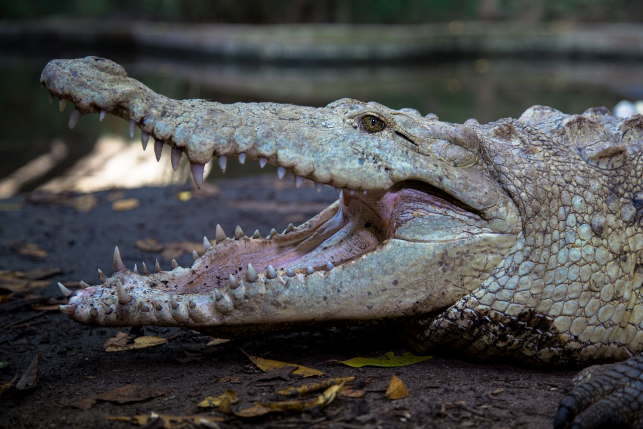 Альбінос гострорилого крокодила.&amp;nbsp;Tomascastelazo /&amp;nbsp;Wikimedia Commons