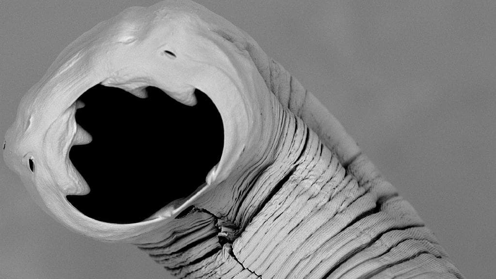 Паразитичний черв анкілостома, широко посміхаючись, намагається завоювати трохи прихильності. James Cook University / The Naked Scientists