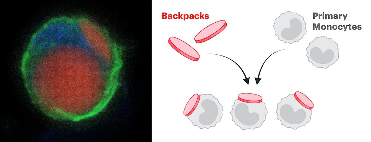 Зліва - моноцит із дисковими мікрочастинками (червоні) на поверхні. Справа - ілюстрація моноцитів із нанесеними мікрочастинками. Wyss Institute at Harvard University
