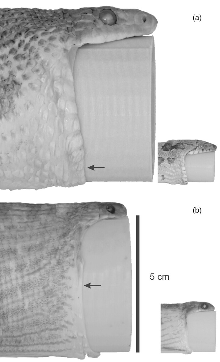 Порівняння міри розкриття рота, відносно розмірів голови. Зверху - щурячий полоз, знизу - яйцева змія Ганса.&amp;nbsp;B. C. Jayne /&amp;nbsp;Journal of Zoology, 2023