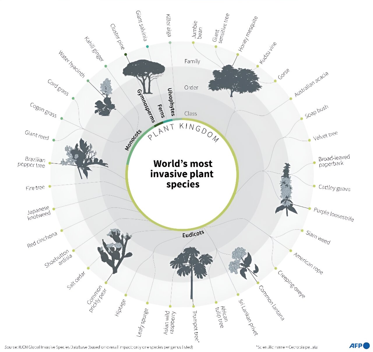 Найбільш інвазивні види рослин у світі.&amp;nbsp;AFP
