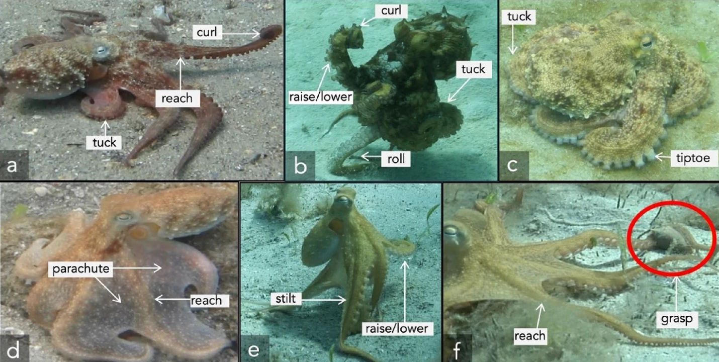 Приклади рухів, які восьминоги виконують передніми (reach, curl, raise/lower) та задніми щупальцями (stilt, roll). Bennice et al. / Scientific Reports, 2025