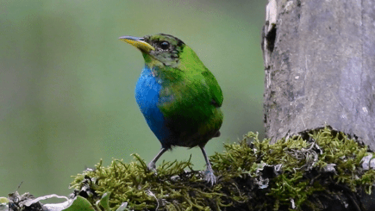 Гінандроморфний саї великий, Колумбія. John Murillo / Journal of Field Ornitology, 2023