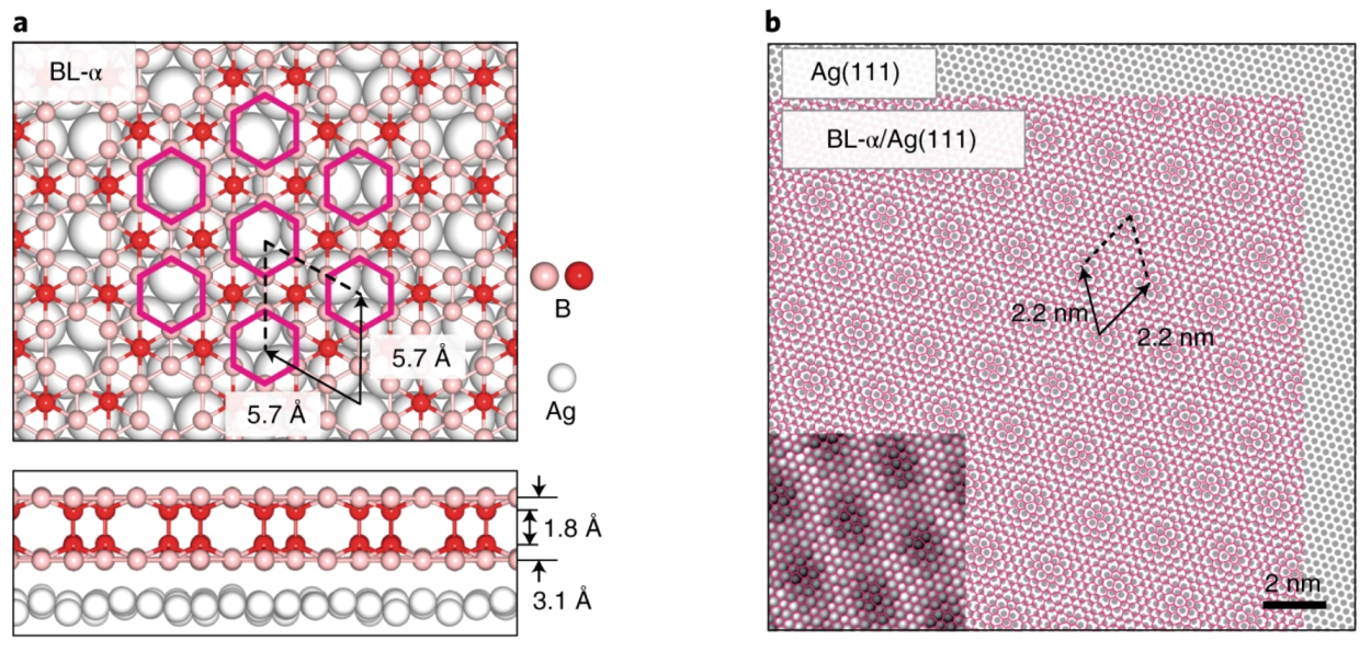 Структура складеного вдвоє борофену. Атоми бору, що утворюють міжшарові зв’язки (забарвлені в червоний колір), зміщуються до центру сендвіча (а), а також ілюстрація утвореної решітки сендвіча на плівці з срібла (б). Xiaolong Liu et al. / Nature Materials, 2021