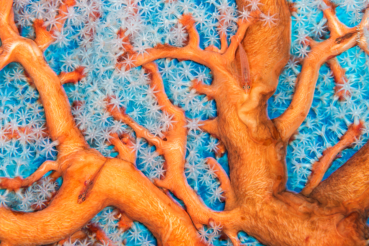 Мозамбікський бичок-привид біля коралів. Alex Mustard