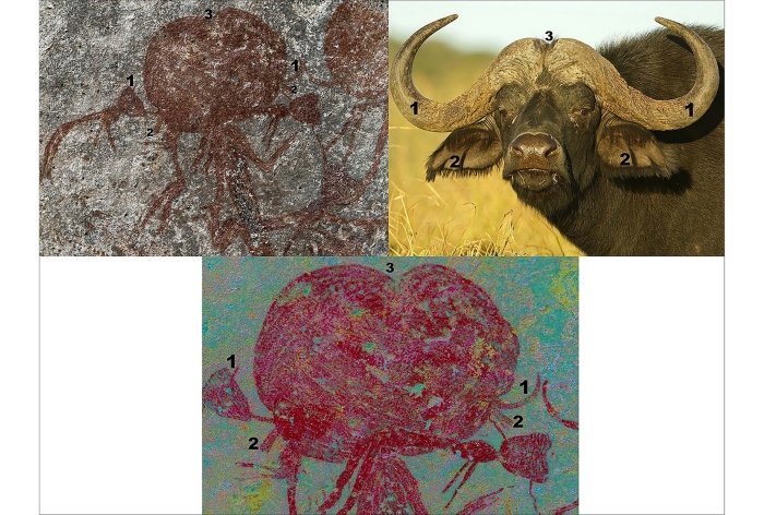 Порівняння голови намальованої фігури з головою буйвола. Maciej Grzelczyk / Antiquity, 2021
