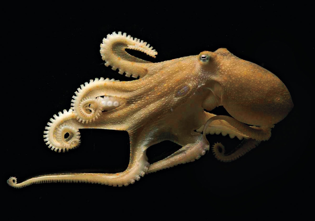 Octopus bimaculoides.&amp;nbsp;Tom Kleindinst