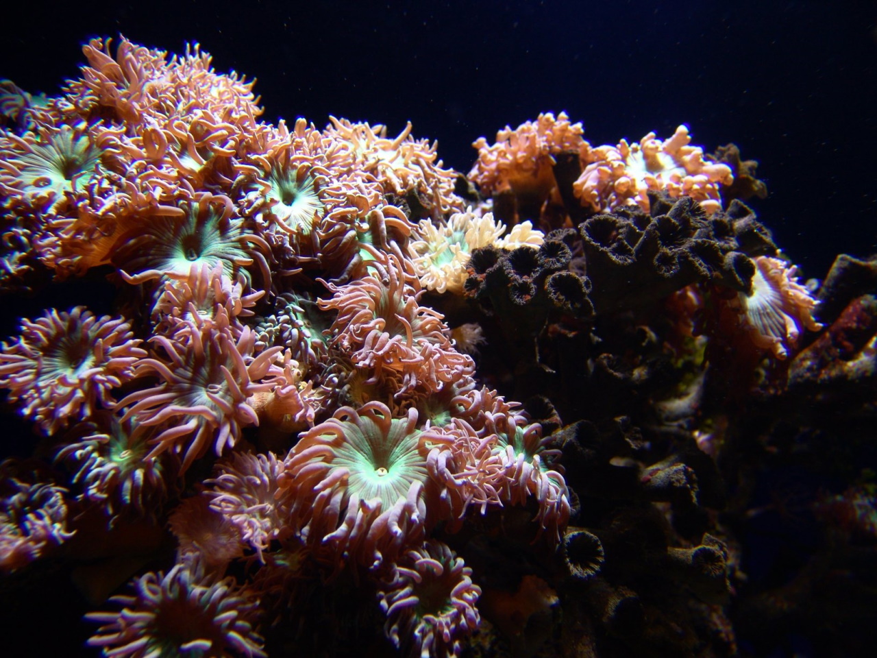 Корали&amp;nbsp;Duncanopsammia axifuga, які використали в експерименті.&amp;nbsp;John Catsoulis / Wikimedia Commons