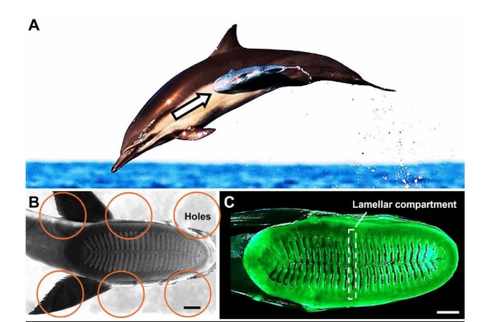 Можливості риби-причепи і її присоска.&amp;nbsp;Lei Li et al. / Science Robotics, 2022