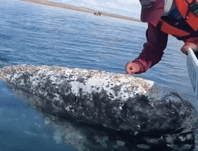 Сірий кит підплив до капітана, який очищує йому шкіру від китових вошей. Guardian News / Youtube