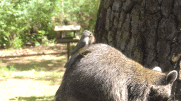Гострочуба синиця висмикує шерсть ракуна. Richard Converse / Youtube