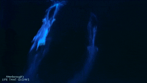 Дельфіни своїми рухами спонукають воду з динофлагелятами світитися. BBC Earth