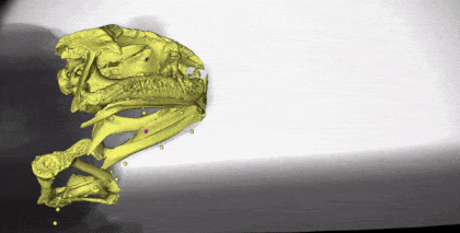 Анімоване моделювання того, як жаба ага Rhinella marina виконує успішний прямий захват здобичі з ковтанням одним ковтанням. Рухи маркерів XROMM позначені маленькими сферами (у збільшеному масштабі). R M Keeffe / Integrative Organismal Biology