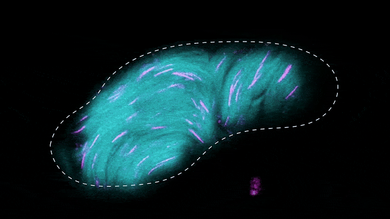 Сперматозоїди плодових мушок плавають усередині мішечка (його межі позначені пунктиром) в сім'янику. Бузковим кольором зафарбовані ядра, бірюзовим — хвости. Alsous et al. / arXiv, 2025