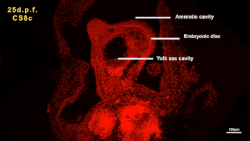 Ембріон макаки у розрізі на 25 дні розвитку в пробірці.&amp;nbsp;Yandong Gong et al. / Cell, 2023