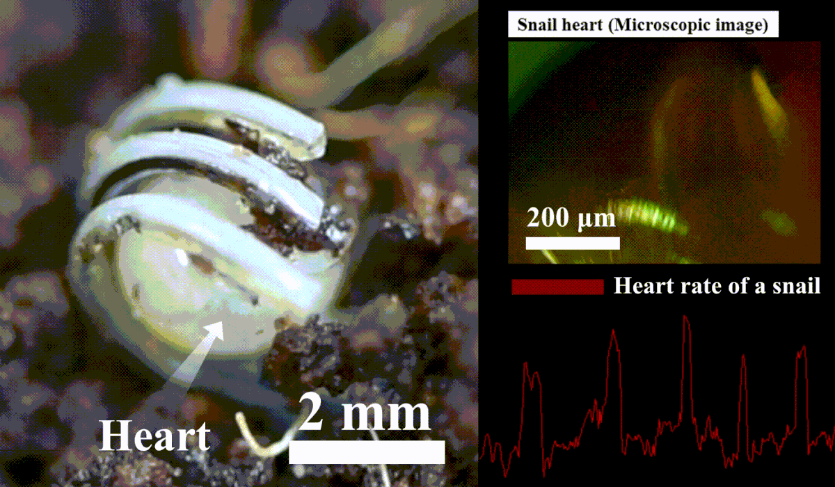 Рука відстежує равлика у яйці. Yeonwook Roh et al. / Science Robotics, 2021