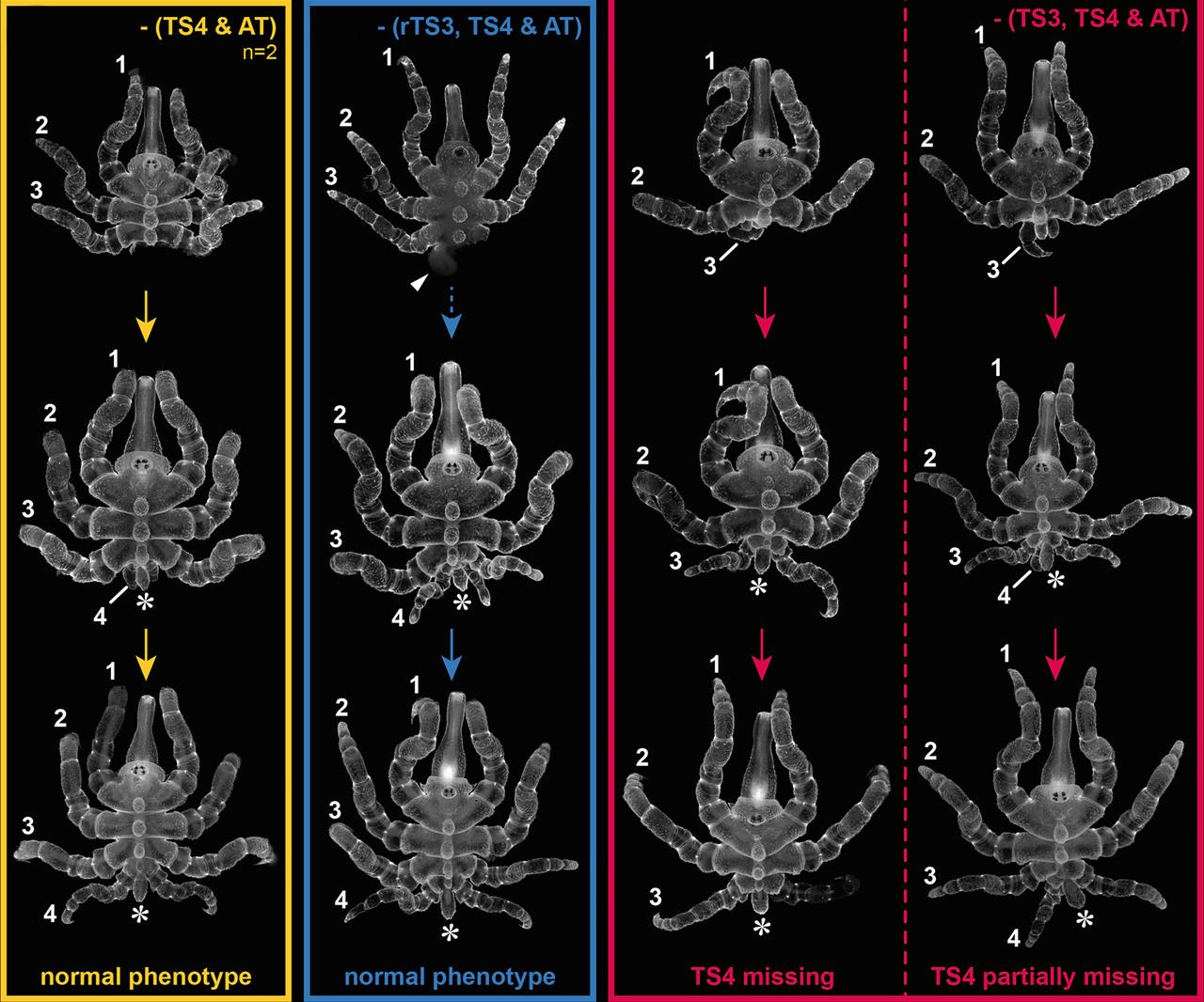 Регенерація задньої частини тіла незрілими морськими павуками.&amp;nbsp;Georg Brenneis et al. /&amp;nbsp;Proceedings of the National Academy of Sciences, 2023