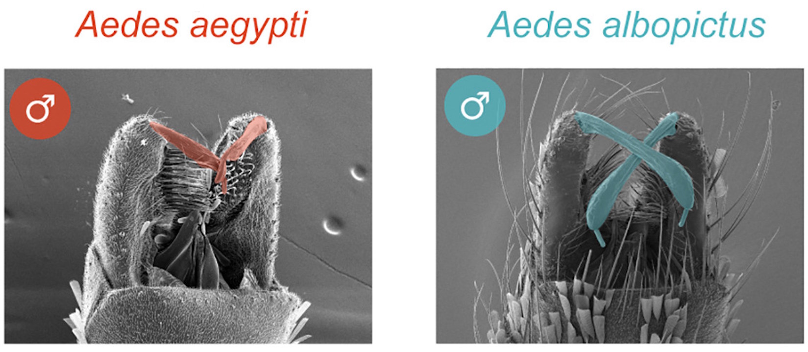 Різниця в розмірах гоностилів у самців A. aegypti й A. albopictus. Houri-Zeevi et al. / Current Biology, 2025