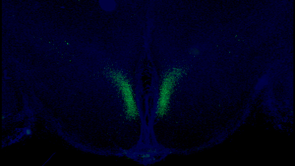 Нейрони, активація яких подовжила життя мишам.&amp;nbsp;Kyohei Tokizane