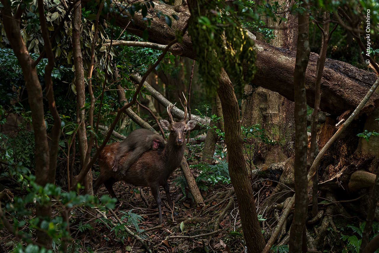 Японська макака Яку верхи на олені у лісі острова Якусіма. Atsuyuki Ohshimа