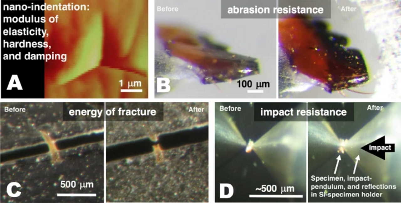 Зображення випробувальних зразків. На (а) зображення з атомно-силового мікроскопа голки скорпіона Hadrurus arizonensis, на (b) нижня щелепа мурахи Atta cephalotes до (зліва) та після експериментів на стійкість до сточування, зображення до та після випробувань на міцність ікла павука Araneus diadematus (с), а також до та після випробування на ударостійкість зразка (d). R. M. S. Schofield / Scientific Reports, 2021