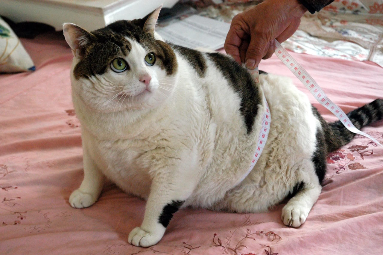Просто товстий кіт, який не брав участі у дослідженні.&amp;nbsp;Depositphotos