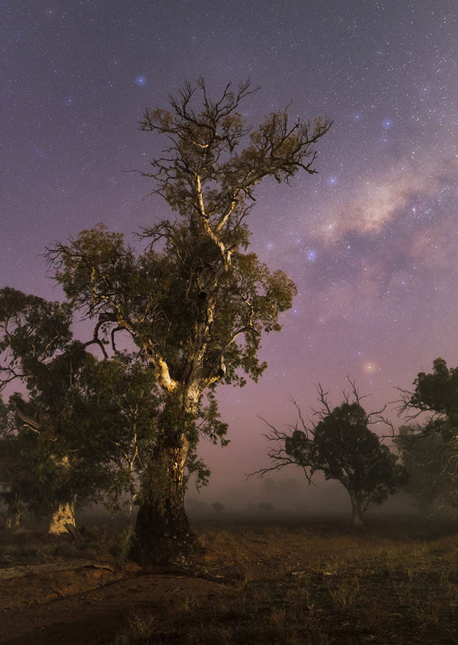 Це абсолютний переможць конкурсу — старе евкаліптове дерево в Австралії на тлі Чумацького Шляху. «Старий велетень у тумані». Ian Inverarity
