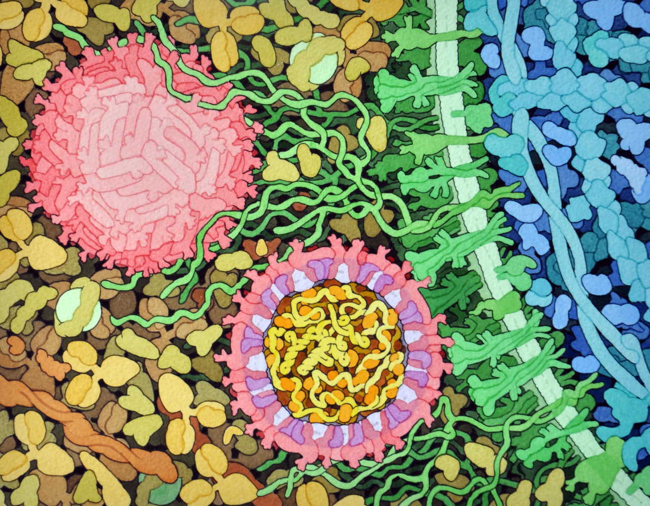 Зображення вірусів Зіка (рожеві) при взаємодії із поверхнею клітини хазяїна (зелена).&amp;nbsp;David Goodsell /&amp;nbsp;Wikimedia Commons