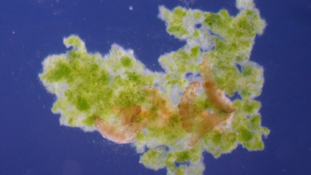 Тихоходи (жовті) під мікроскопом.&amp;nbsp;Ralph Schill