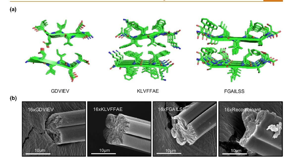 Кристалічна структура амілоїдного пептиду у перехресних бета-шарах (а) та зразки отриманого матеріалу після випробувань на міцність (b), де остання — синтетичне павутиння без покращення кристалізації. Масштабна лінійка — 10 мікрометрів. Jingyao Li et al. / ACS Nano, 2021