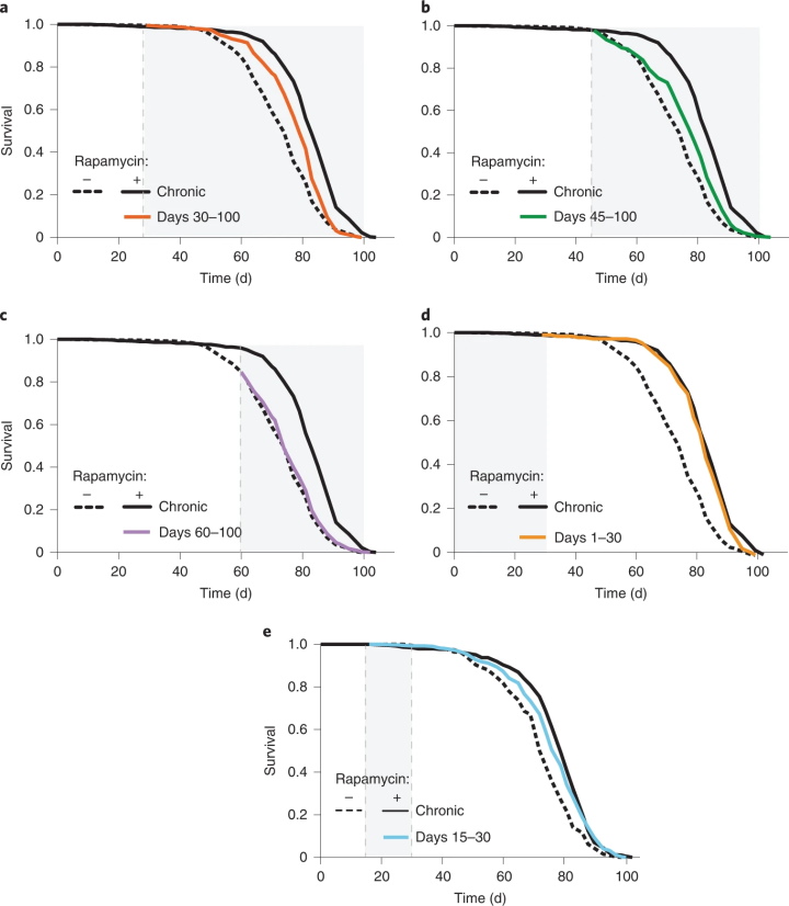 Виживаність контрольних дрозофіл (пунктир) і тих, що приймали рапаміцин протягом усього життя (чорний) або курсом на різних етапах дорослого життя.&amp;nbsp;Paula Juricic et al. /&amp;nbsp;Nature Aging, 2022