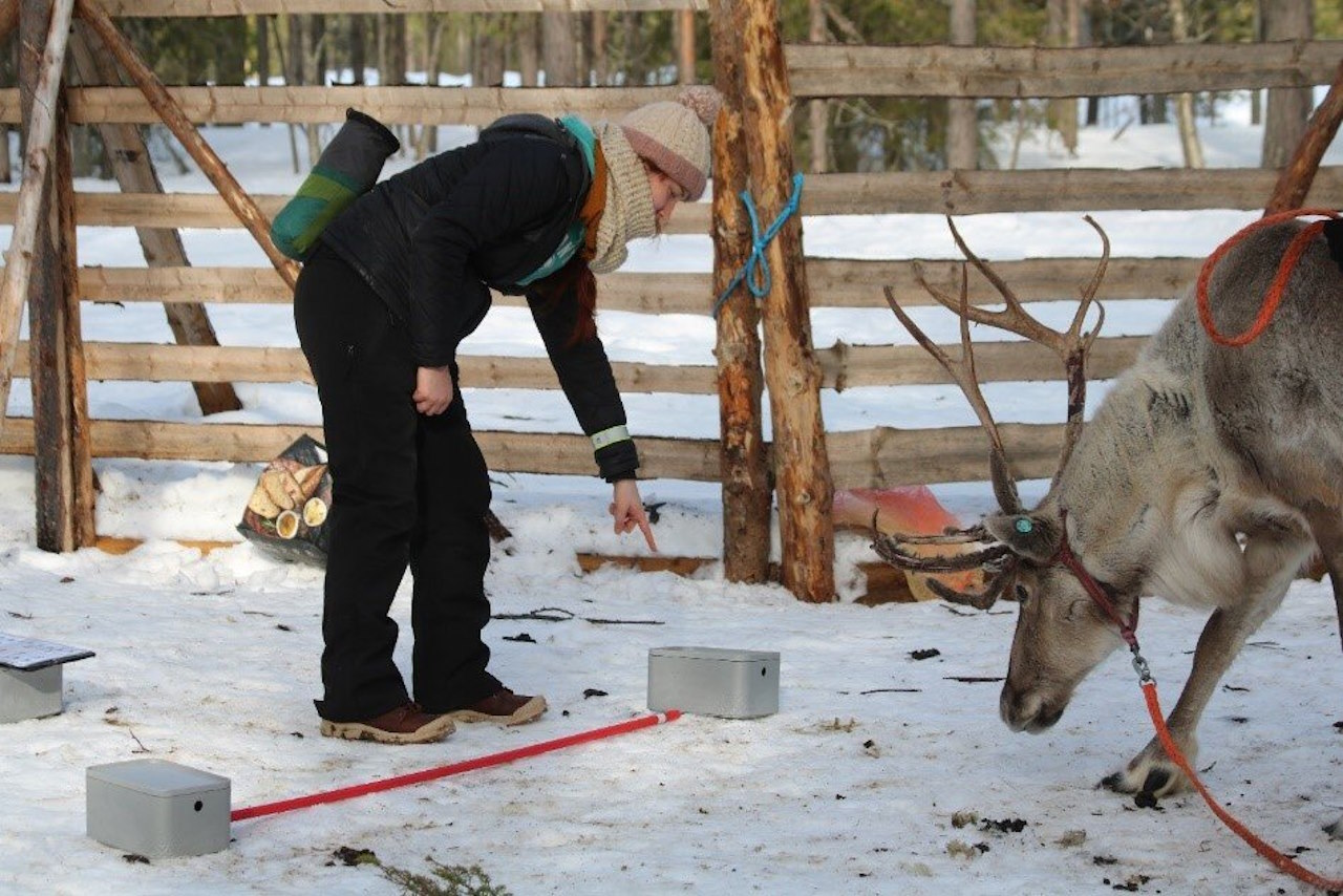 Експериментатор вказує оленю на коробку з лишайником.&amp;nbsp;University of Turku