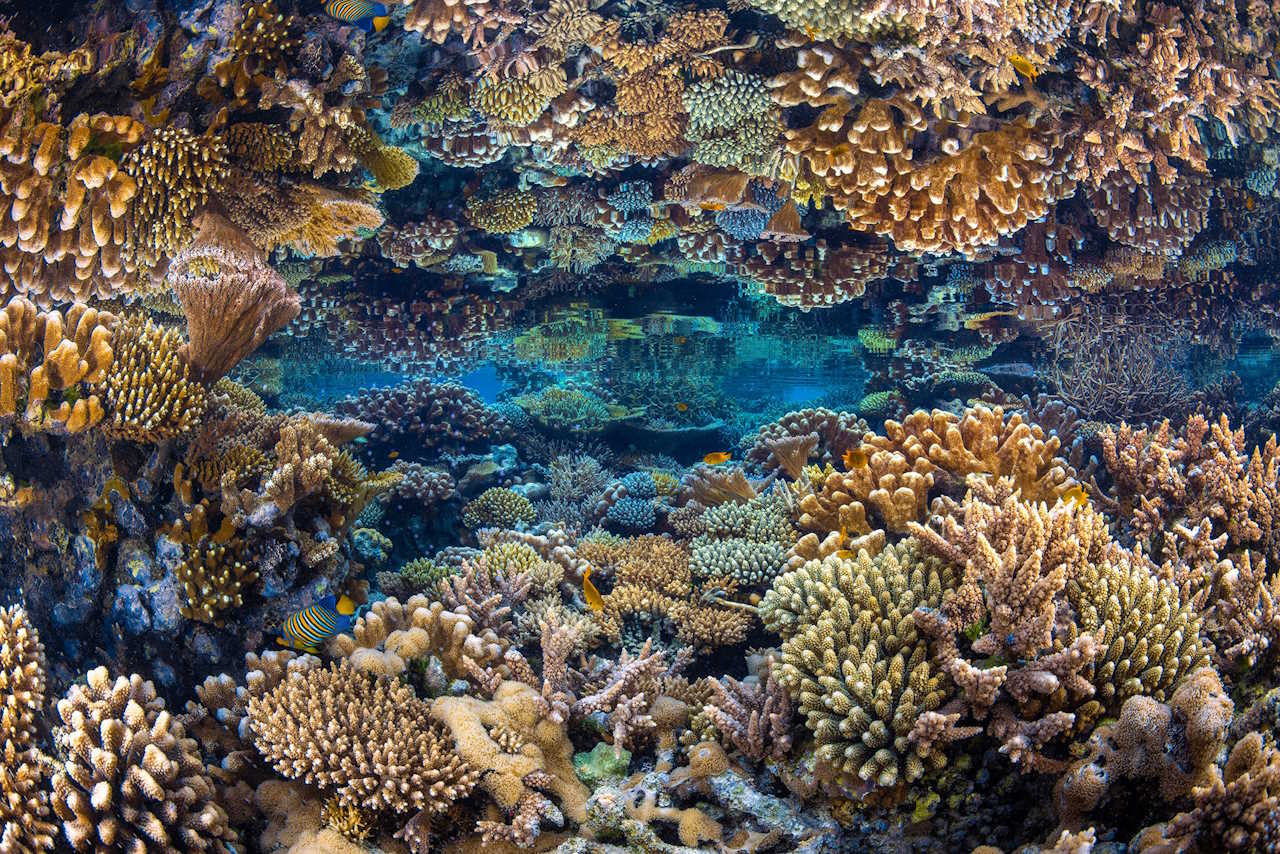 Цей знімок коралового рифу біля острова Майотта в Індійському океані – фіналіст конкурсу фотографа океану від Oceanographic – став викликом для підводного фотографа Габріеля Баратьє. Щоб захопити дзеркальне відображення рифу на поверхні води, знадобився момент абсолютного спокою при відпливі. &quot;Мені довелося повністю видихнути повітря з легенів, щоб я потонув, не порушивши осад&quot;, - каже Баратьє. &quot;Я чекав експіраторної апное щонайменше хвилину, перш ніж зробити знімок з ідеальним кутом камери&quot;.