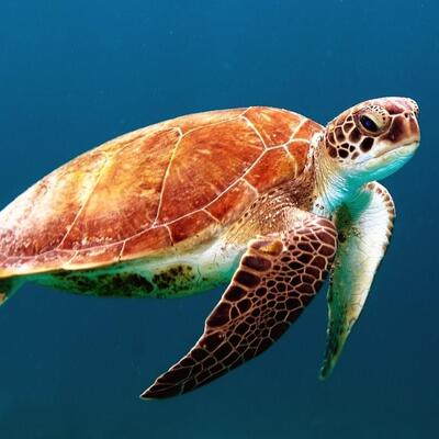 Статичне фото черепахи