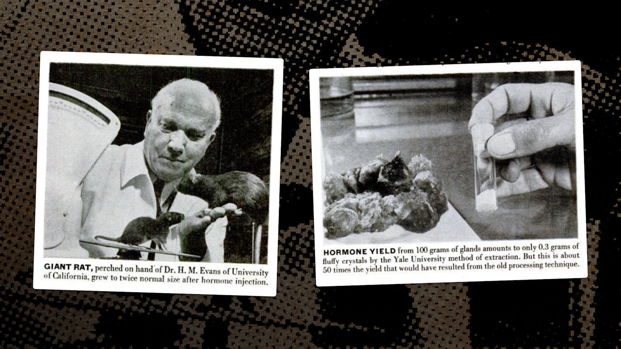 Журнал «Life» у жовтні 1948 року розповідає про чудодійний тваринний гормон росту, лише 0,3 грама якого можна виділити зі 100 грамів гіпофізу. Ця ж стаття містить фотографію звичайного пацюка та вдвічі більшого — останній пройшов гормональну терапію. Life, 1948