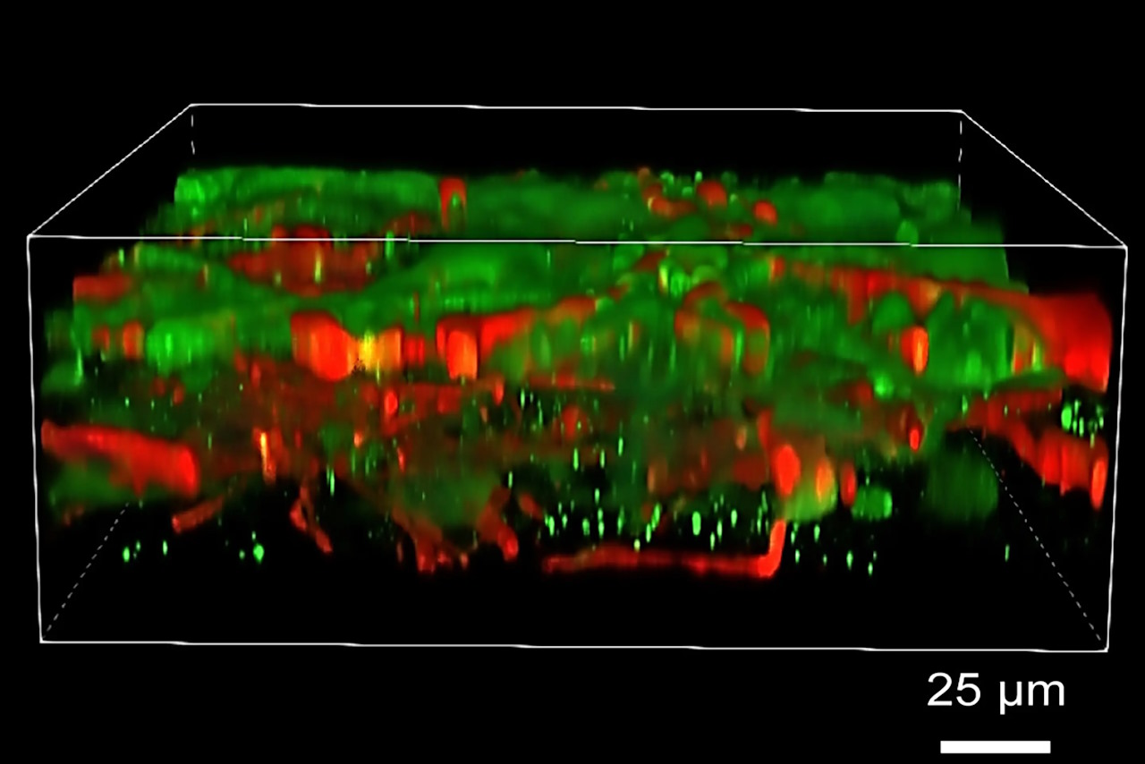 Надрукована з клітин нервова тканина.&amp;nbsp;Yan et al. / UW-Madison
