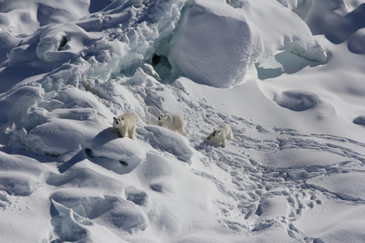 Доросла самка біолого ведмедя з двома однорічними дитинчатами на льодовику південно-східної Гренландії.&amp;nbsp;Kristin Laidre / University of Washington