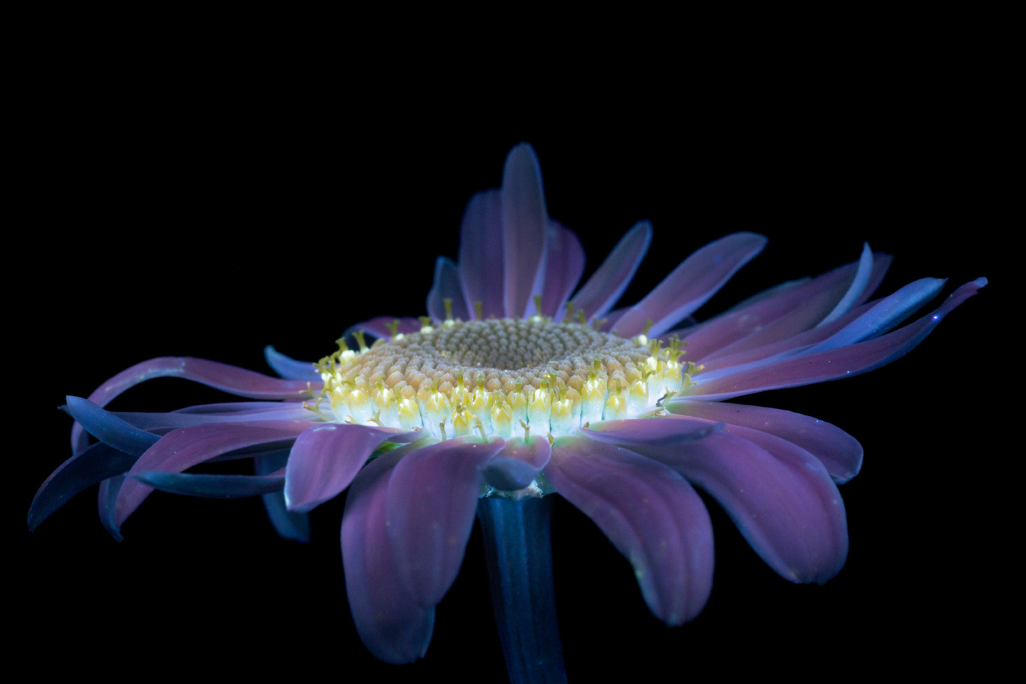 Квітка королиці під ультрафіолетовим світлом. Craig Burrows