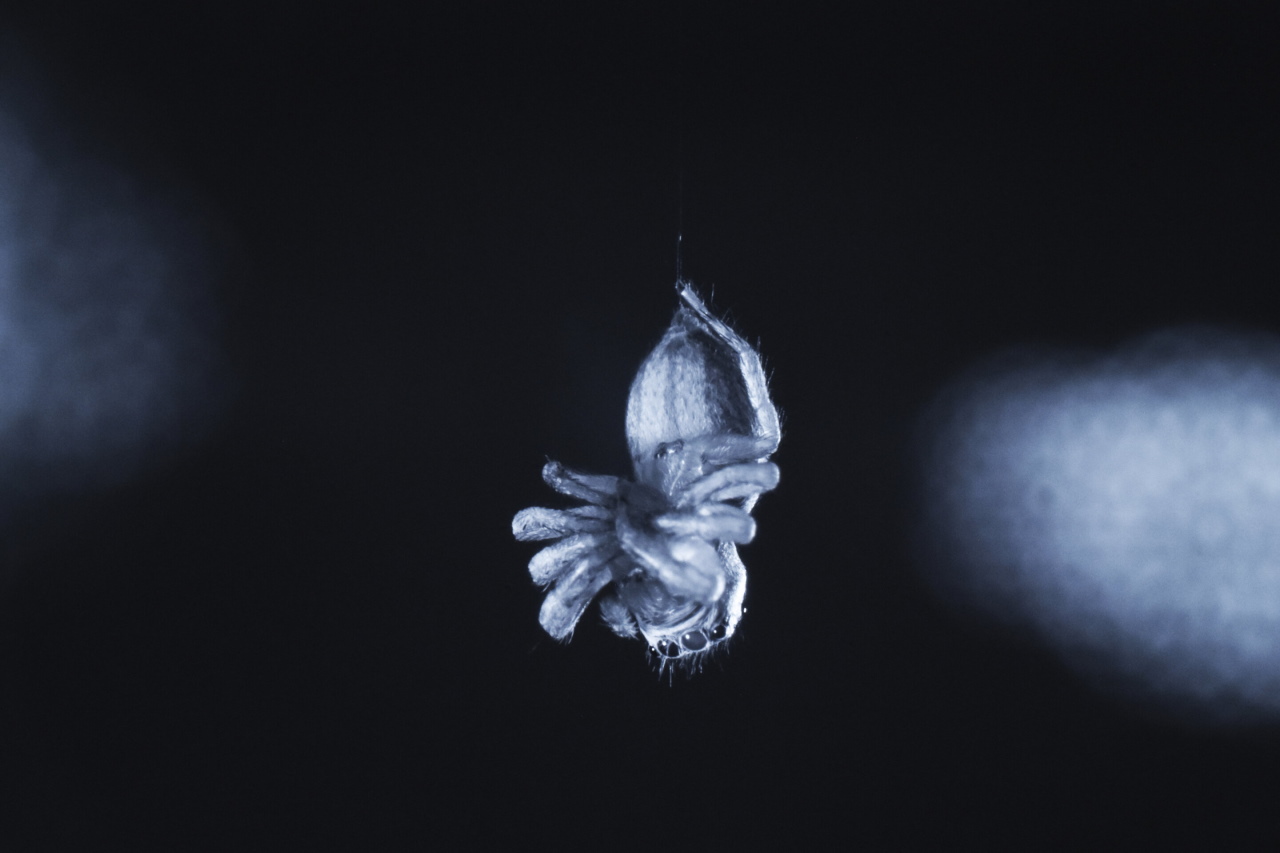 Павук-стрибун під час нічного періоду спокою.&amp;nbsp;Daniela C. Roessler via AP