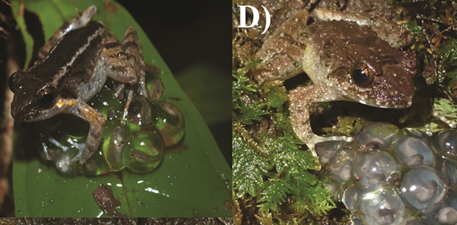 Самці&amp;nbsp;Limnonectes phyllofolia захищають ікру.&amp;nbsp;Jeffrey H. Frederick et al. /&amp;nbsp;PLOS ONE, 2023