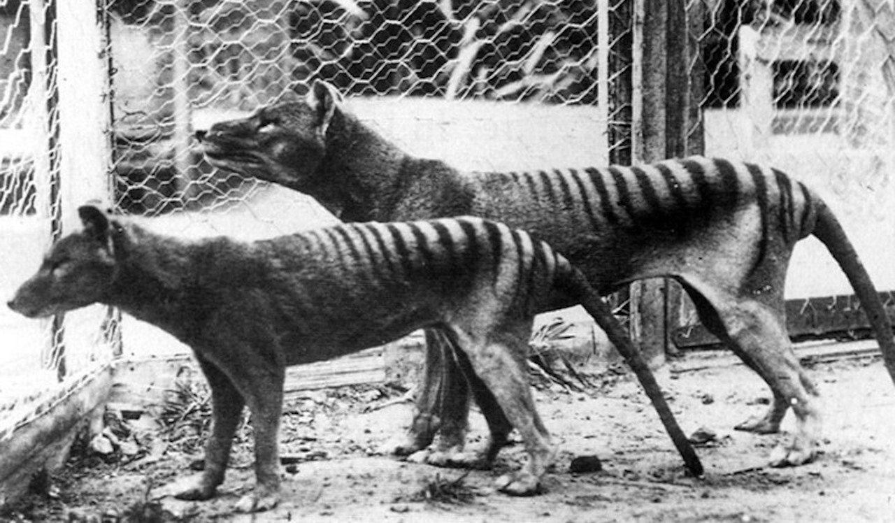 Пара тилацинів з австралійського зоопарку 1933 року.&amp;nbsp;Universal History Archive / Universal Images Group via Getty